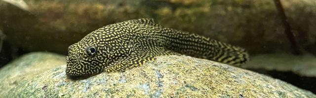 Flossensauger auf Stein