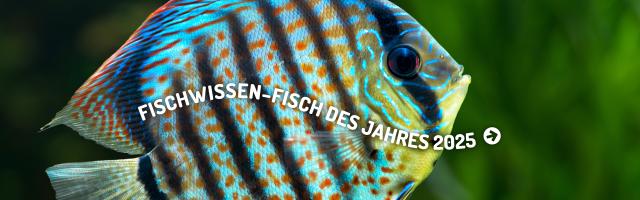 Der Diskus ist Fischwissen-Fisch des Jahres
