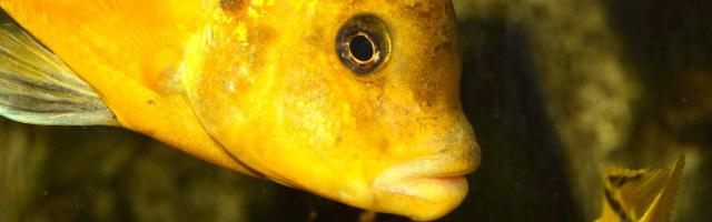 close up von Malawi-Buntbarsch