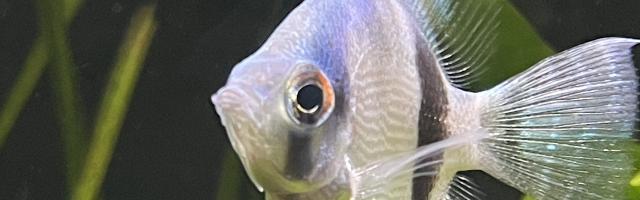 Ein Close-up von einem jungen Skalar, Wildtyp