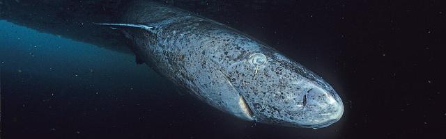 Ein Grönlandhai von nahem