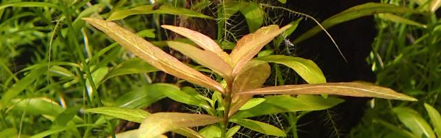 Aquarienpflanze Hygrophila polysperma