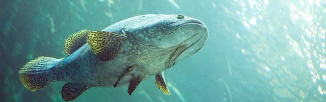 Dunkler Riesenzackenbarsch (Epinephelus lanceolatus) von unten