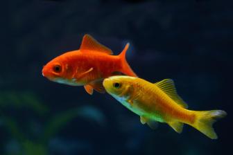 Ein oranger und ein gelber Goldfisch