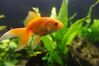 Goldfisch Extremzucht