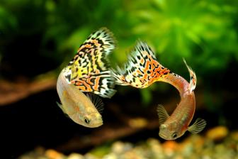 Zwei Guppys von vorne