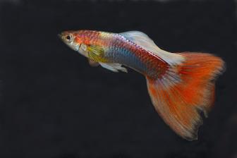 Roter Guppy mit langer Rücken- und Schwanzflosse