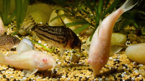 Panzerwelse - Albinos