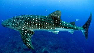 Der grösste Fisch ist der Walhai (Rhincodon typus). Er gehört zu den Knorpelfischen (Chondrichthyes). 