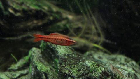 Bitterlingsbarbe Männchen