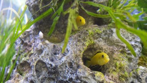 Im Aquarium bieten Lochsteine viele Verstecke für die Buntbarsche.