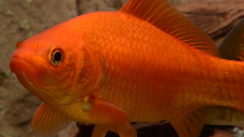 Goldfisch close up