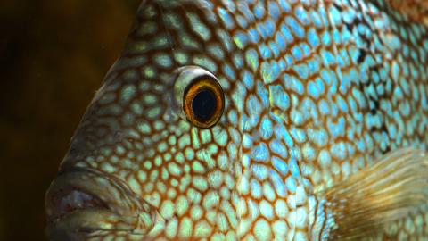 Close up von einem Perlcichliden