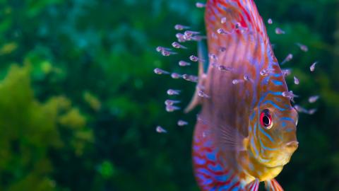 Diskus mit Jungtieren