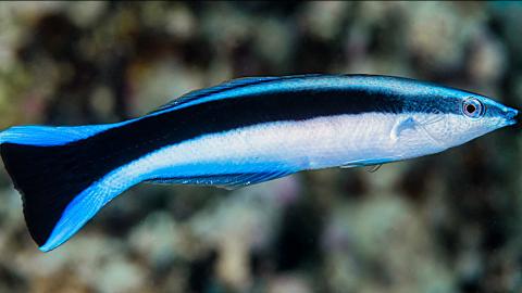 Putzerlippfisch (Labroides dimidiatus)