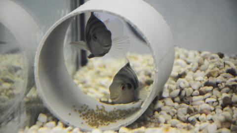 Amatitlania siquia - Buntbarsch - Eiablage