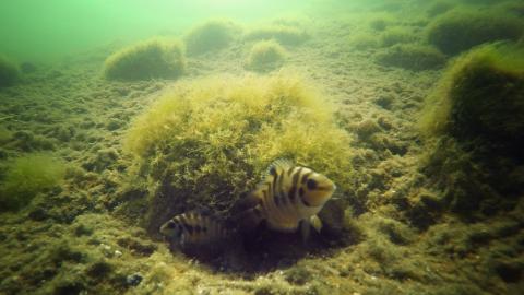 Amatitlania siquia - Buntbarsch - Nest