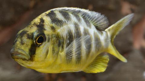 Buntbarsch - gelb mit schwarzen Streifen