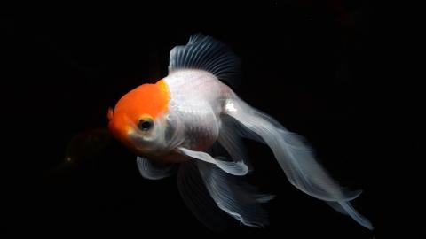 Qualzucht eines Goldfischs