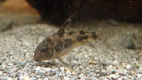 Panzerwels sucht im Bodengrund nach Futter