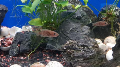 Schneckenbuntbarsche und Schneckenhäuser