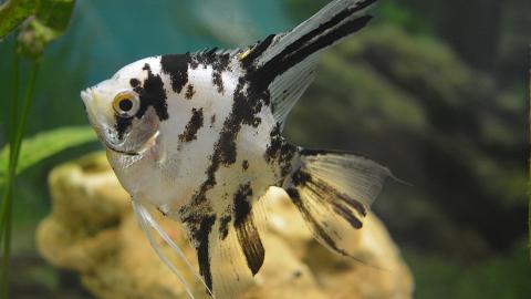 Zuchtform eines Skalars