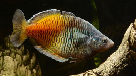 Harlekin-Regenbogenfisch (Melanotaenia boesemani)