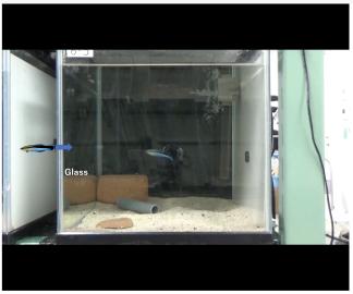 Videostill aus dem Markierungs-Fototest mit dem Putzerlippfische