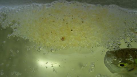 Ein Makropoden-Männchen baut ein Schaumnest.