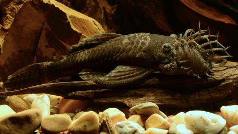 Männlicher Antennenwels mit Geweih