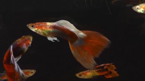 Roter Guppy - Schleier-Zuchtform