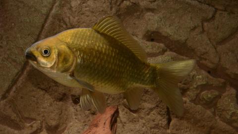 Goldfisch Wildtyp mit olivfarbener Körperfärbung