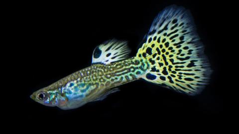Guppy Zuchtform ‘snakeskin cobra green'