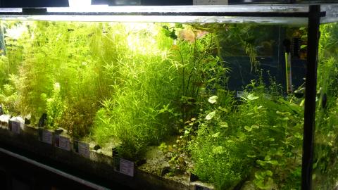 Ein dicht bepflanztes Aquarium