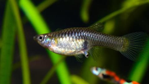 Ein Weibchen ist am Gebären eines Jungfisches