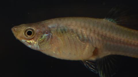 Guppy mit metall glänzendem Gesichtsmuster