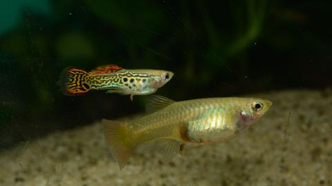 Ein Guppymännchen und ein Guppyweibchen