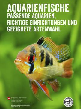 Aquarienfische - passende Aquarien, richtige Einrichtungen und geeignete Artenwahl