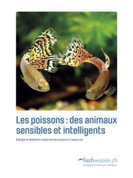 Les poissons : des animaux sensibles et intelligents