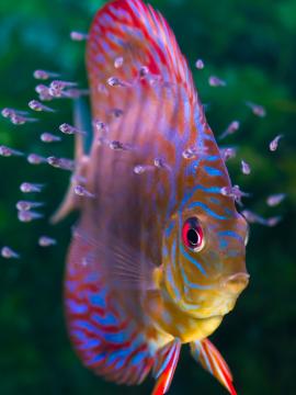 Diskus mit Jungtieren