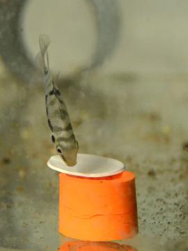 Amatitlania siquia - Buntbarsch - Futter