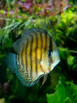 Brauner Diskus - Symphysodon aequifasciatus