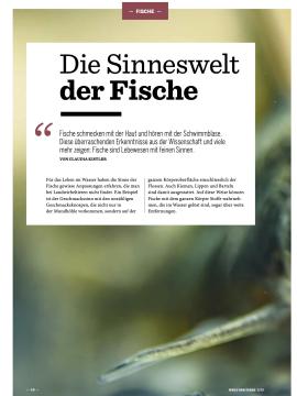 Titelseite Artikel Die Sinenswelt der Fische