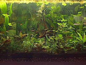 Gesellschaftsaquarium Salmler