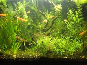 Das 80-Liter-Aquarium (80 x 35 x 40 cm, LxBxH) ist mit vielen Pflanzen und Wurzeln schön strukturiert.