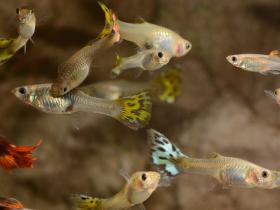 Eine Gruppe Guppys