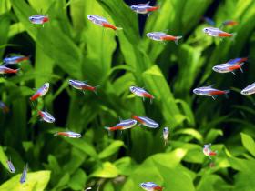 Neonsalmler in einem Aquarium