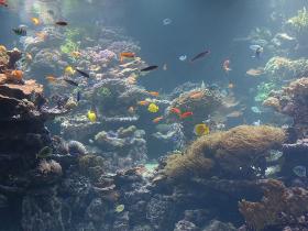 Aquarium - Riff - Unterwasserlandschaft