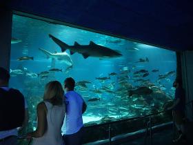 Blick in ein marines Aquarium mit Haien