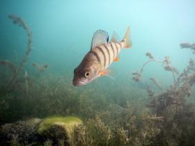 Neugieriger Egli im Zürichsee